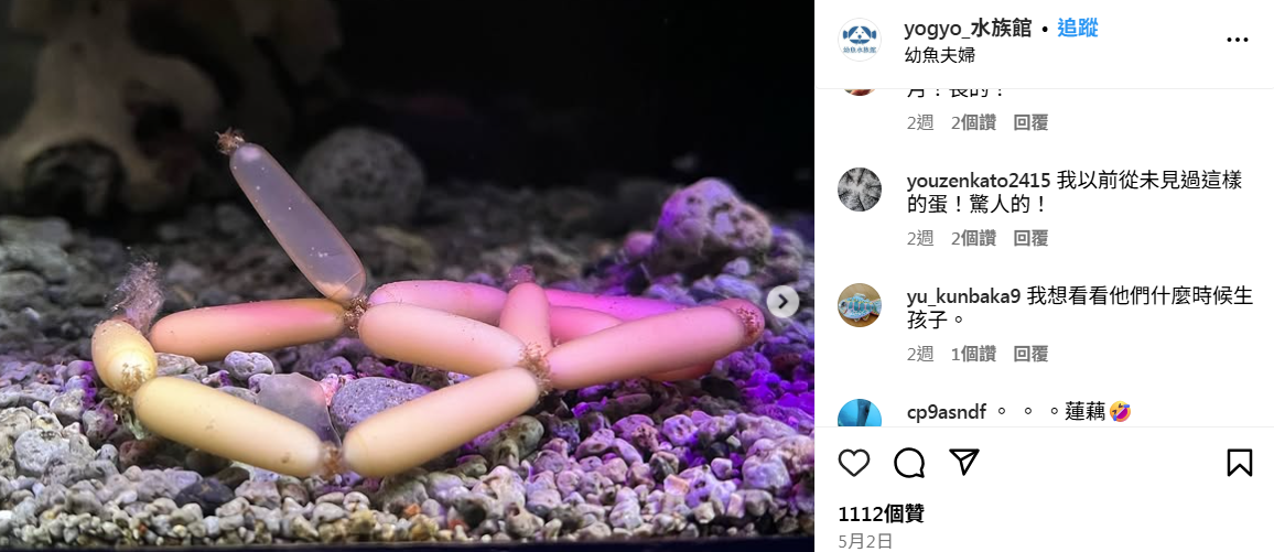 水族館展出「深海小香腸」?惹網民熱議