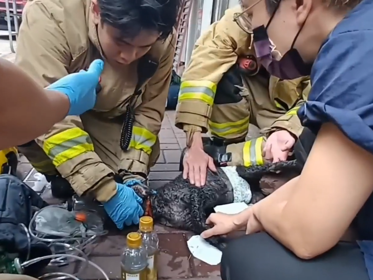 消防員為貴婦狗戴上氧氣罩,又進行心外壓急救。(有線新聞截圖)