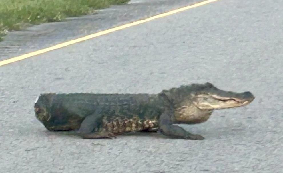 斷尾鱷魚馬路慢行嚇人怪異 網民:遠看以為是狗(有片)