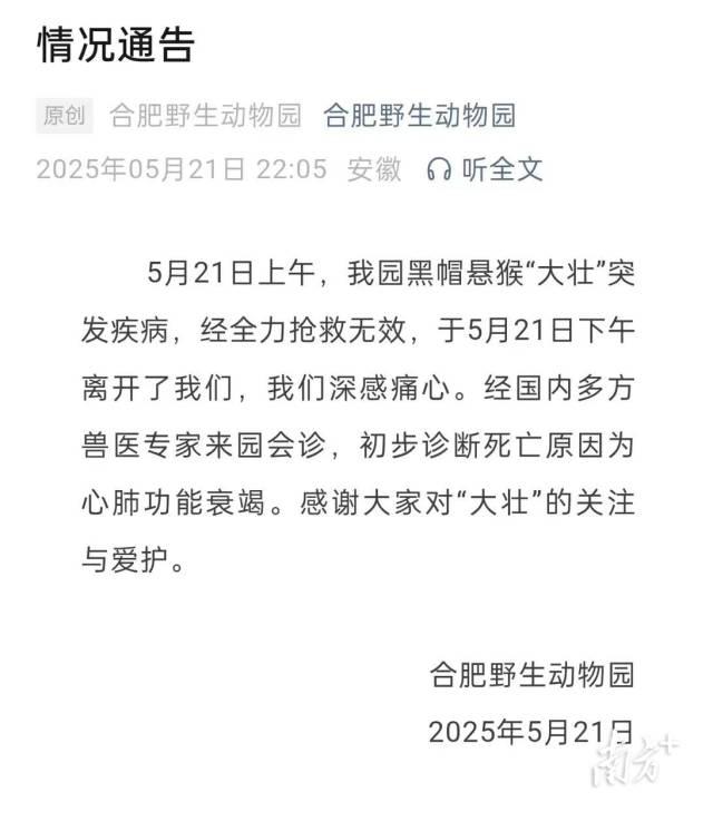 方臉猴「大壯」,在5月21日去世。(合肥野生動物園通告)