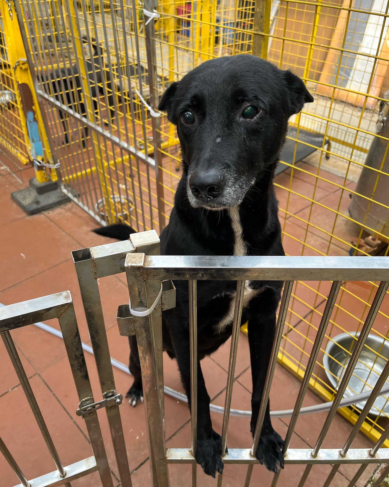 流浮山狗場遭不明貨車堵塞出入口。(fb「Kelly Animals Shelter - KAS 」圖片)