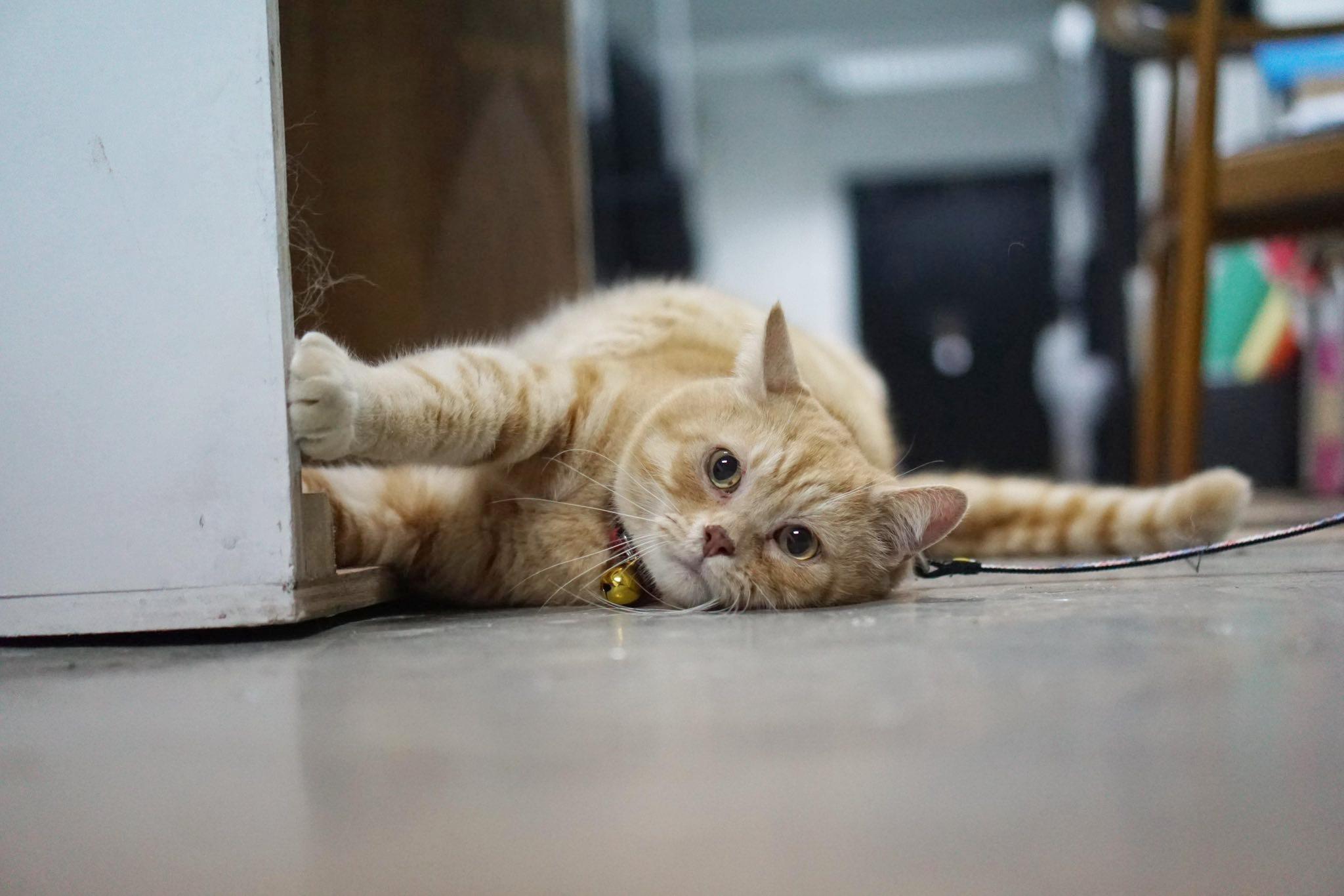 萬寧貓「弟弟」離世。(fb「萬寧貓 肥弟弟 」圖片)