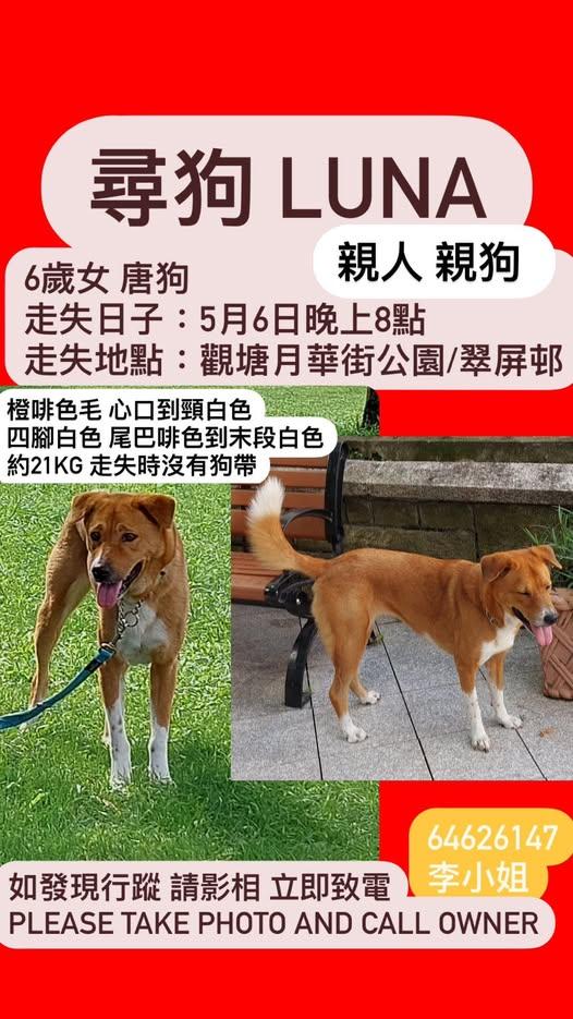 6歲狗女Luna疑被撞後失蹤。(fb「車cam L(香港群組)」圖片)