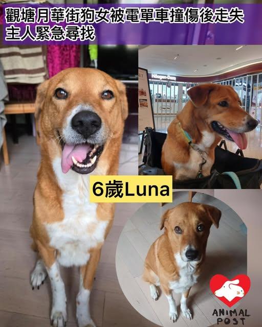 6歲狗女Luna疑被撞後失蹤。(fb「香港動物報 」圖片)