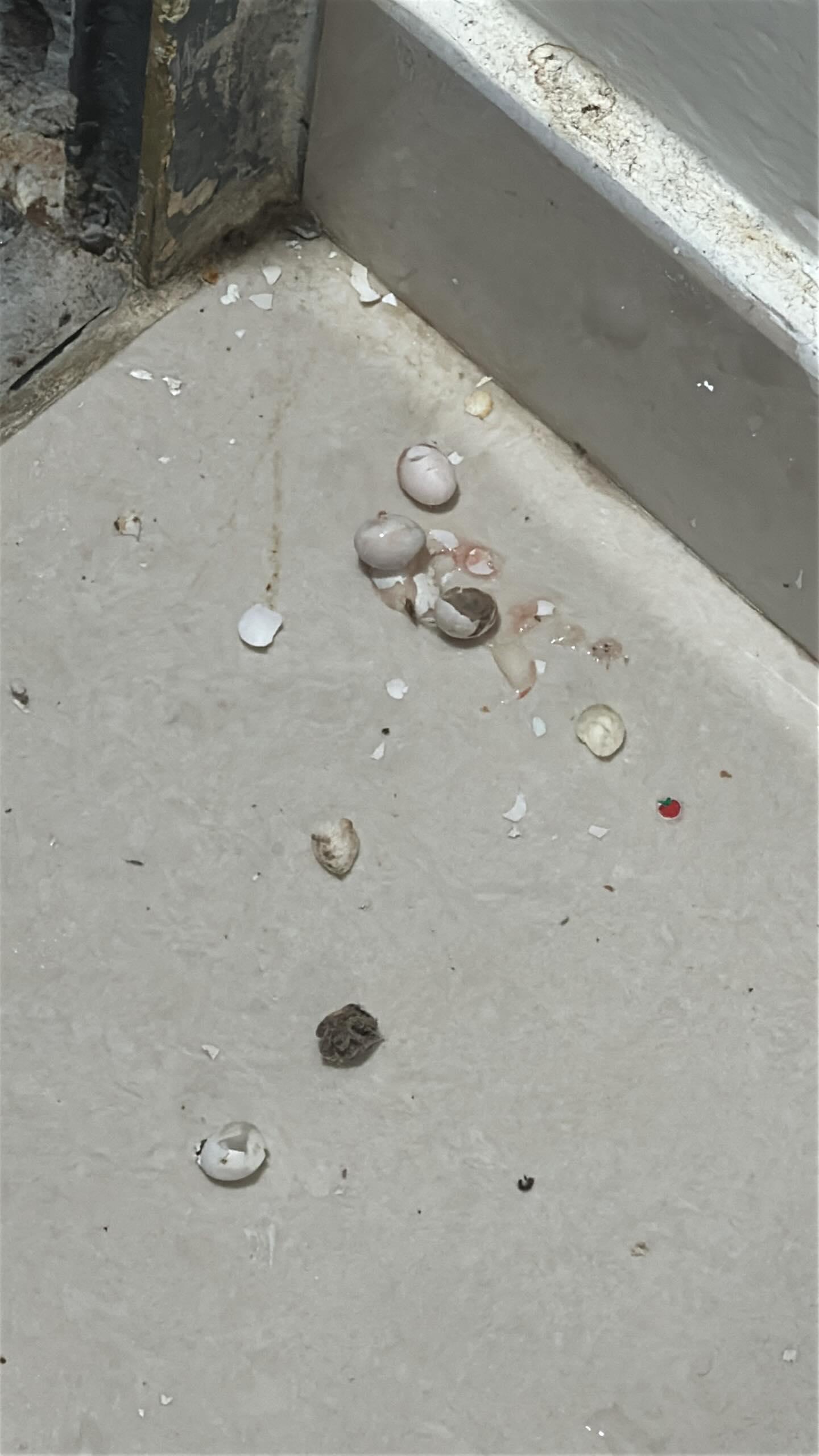 有港女於網上發文分享,室內電掣藏有大堆不明白色蛋。有蛋已破殼,地上亦有跌碎蛋殼。(Threads圖片)