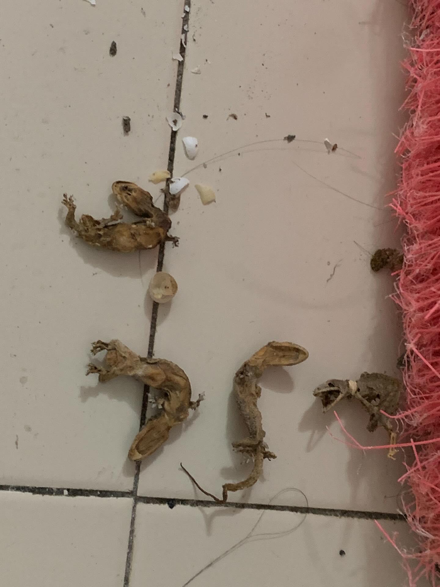 有網民分享曾在家中發現死掉的壁虎與蛋殼。(Threads)