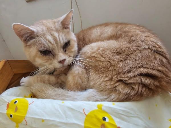 萬寧貓「弟弟」離世。(fb「萬寧貓 肥弟弟 」圖片)