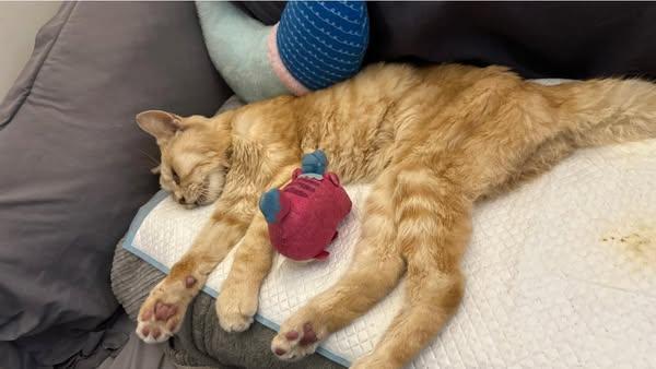 萬寧貓「弟弟」離世。(fb「萬寧貓 肥弟弟 」圖片)