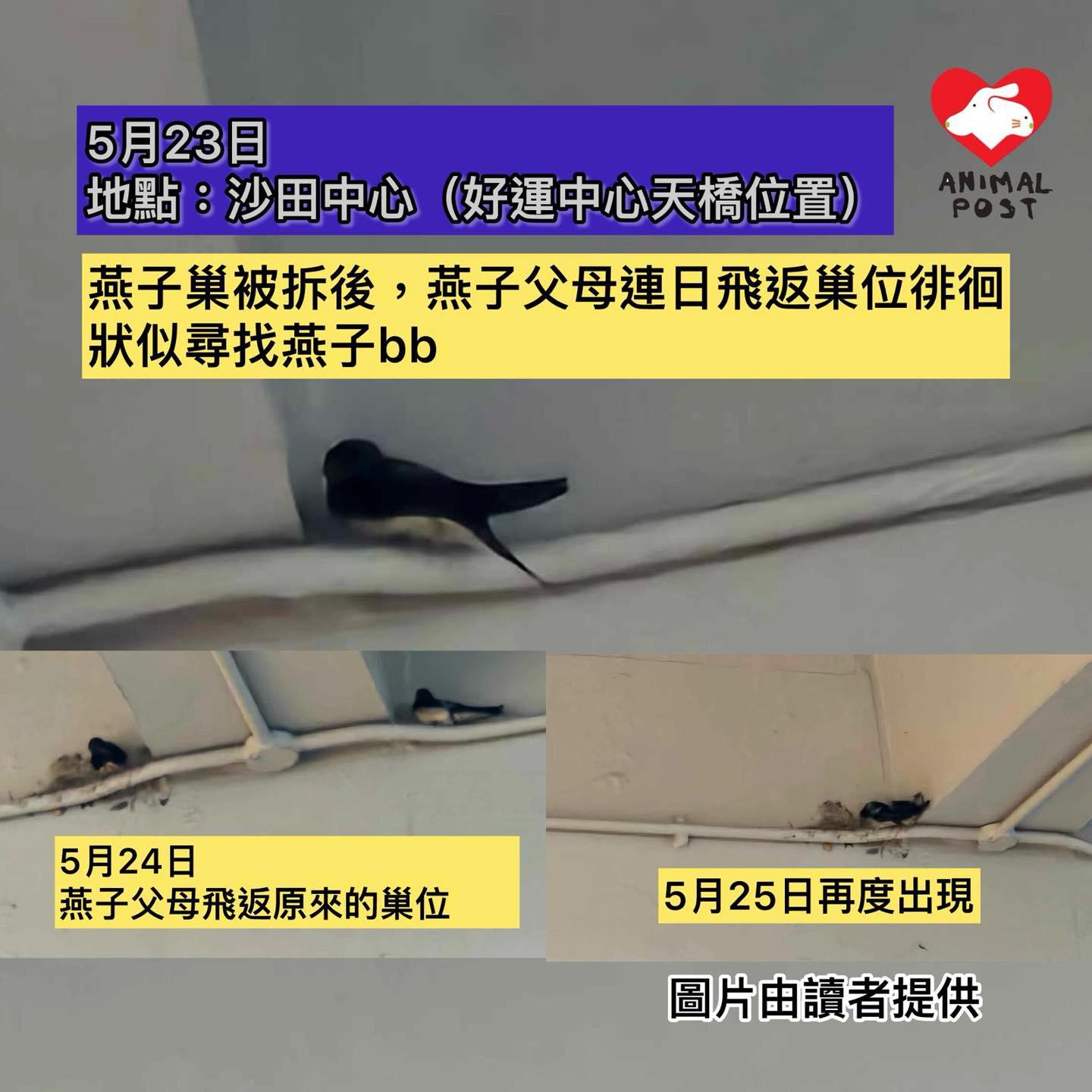 沙田中心涉違法拆除燕子巢(香港動物報圖片)