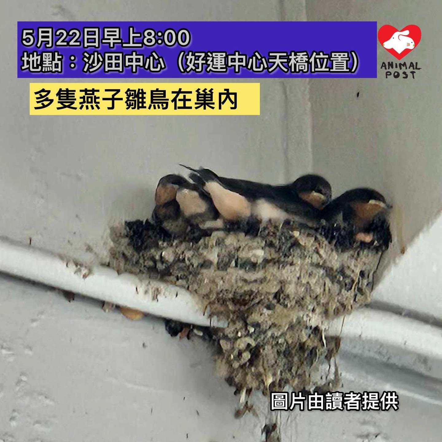 沙田中心涉違法拆除燕子巢(香港動物報圖片)