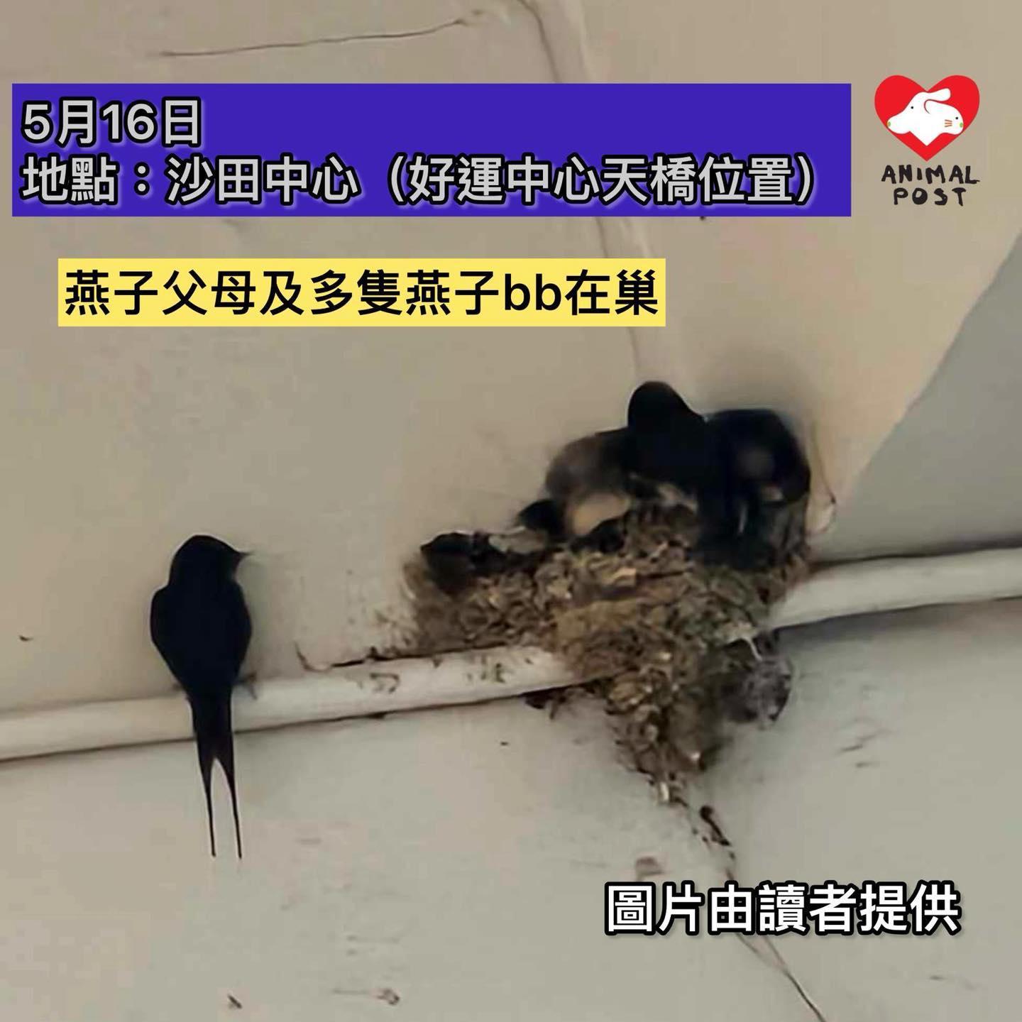 沙田中心涉違法拆除燕子巢(香港動物報圖片)