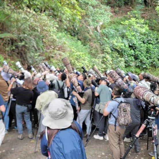 大批觀鳥愛好者帶同長鏡頭拍攝幼鴞。(嘉道理農場圖片)