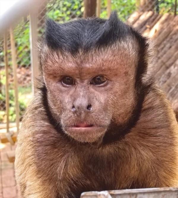 方臉猴「大壯」居住在合肥動物園10年。