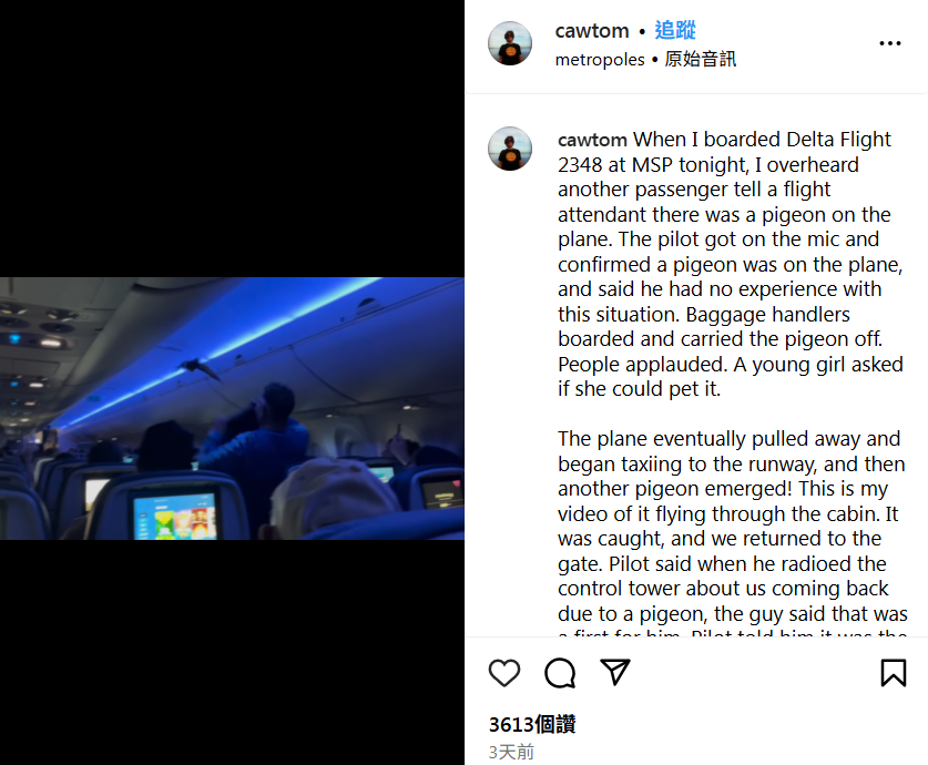 鴿子闖進機艙