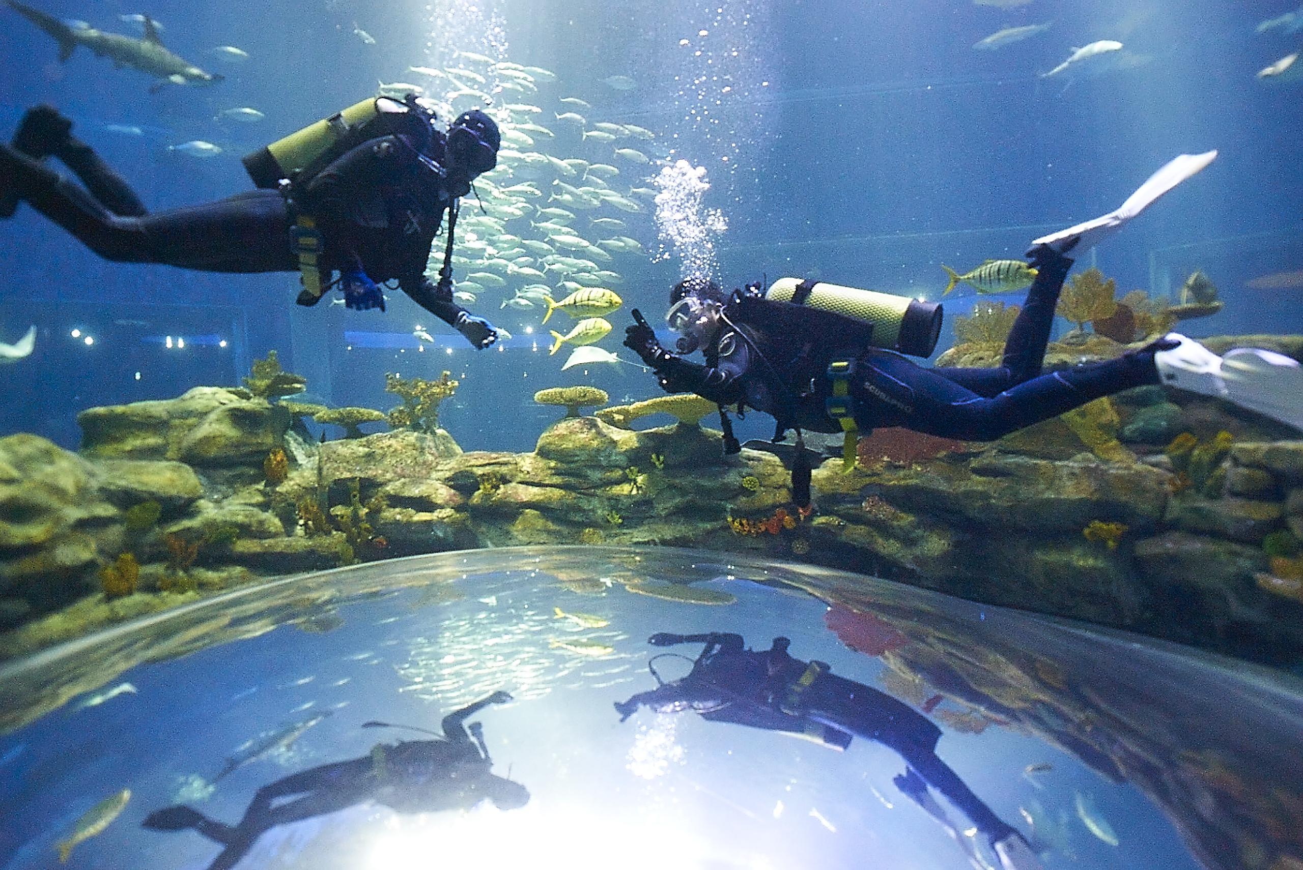 海洋奇觀私人潛水體驗 底價:港幣$20,000