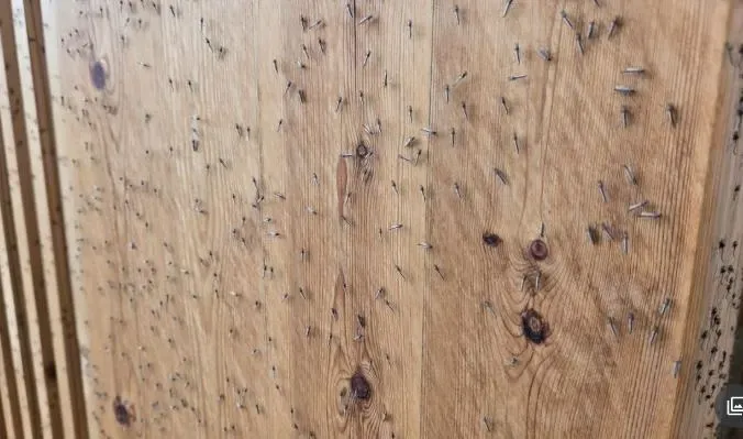 民眾拍到大阪世博園區出現密密麻麻的蚊子。(圖/翻攝NNN)