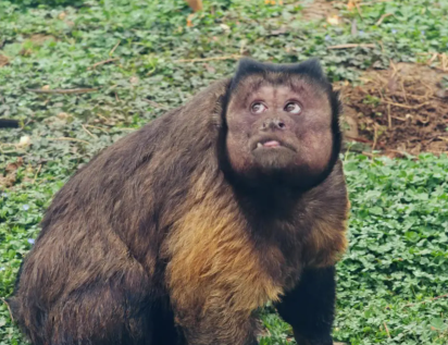 方臉猴「大壯」因國字臉而爆紅。