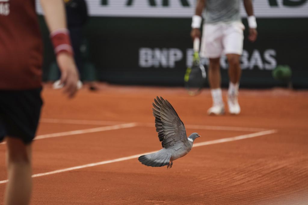 法網|雀鳥也樂在其中。(美聯社)