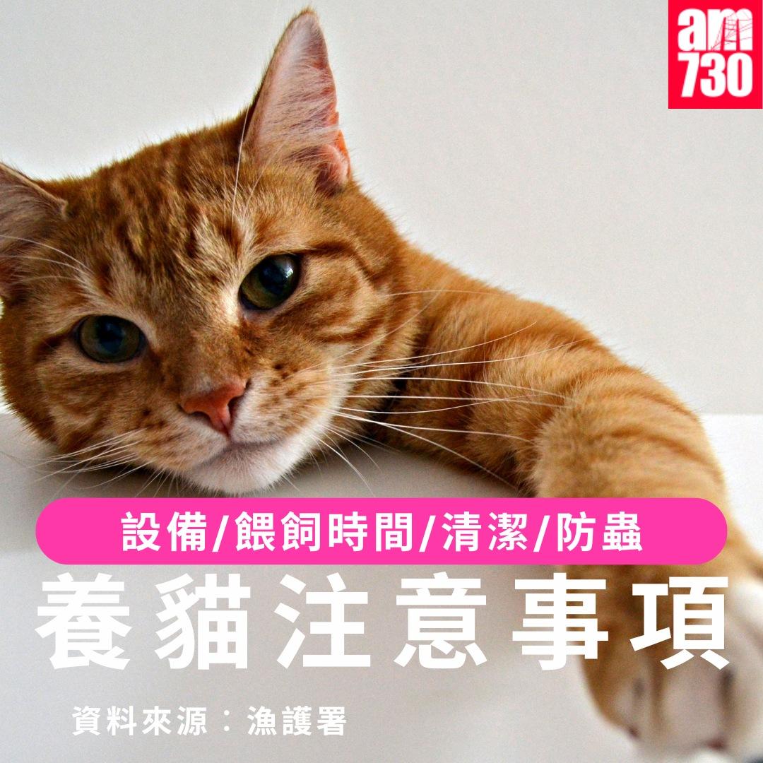 養貓注意事項|設備/餵飼時間/清潔/防蟲(am730製圖)