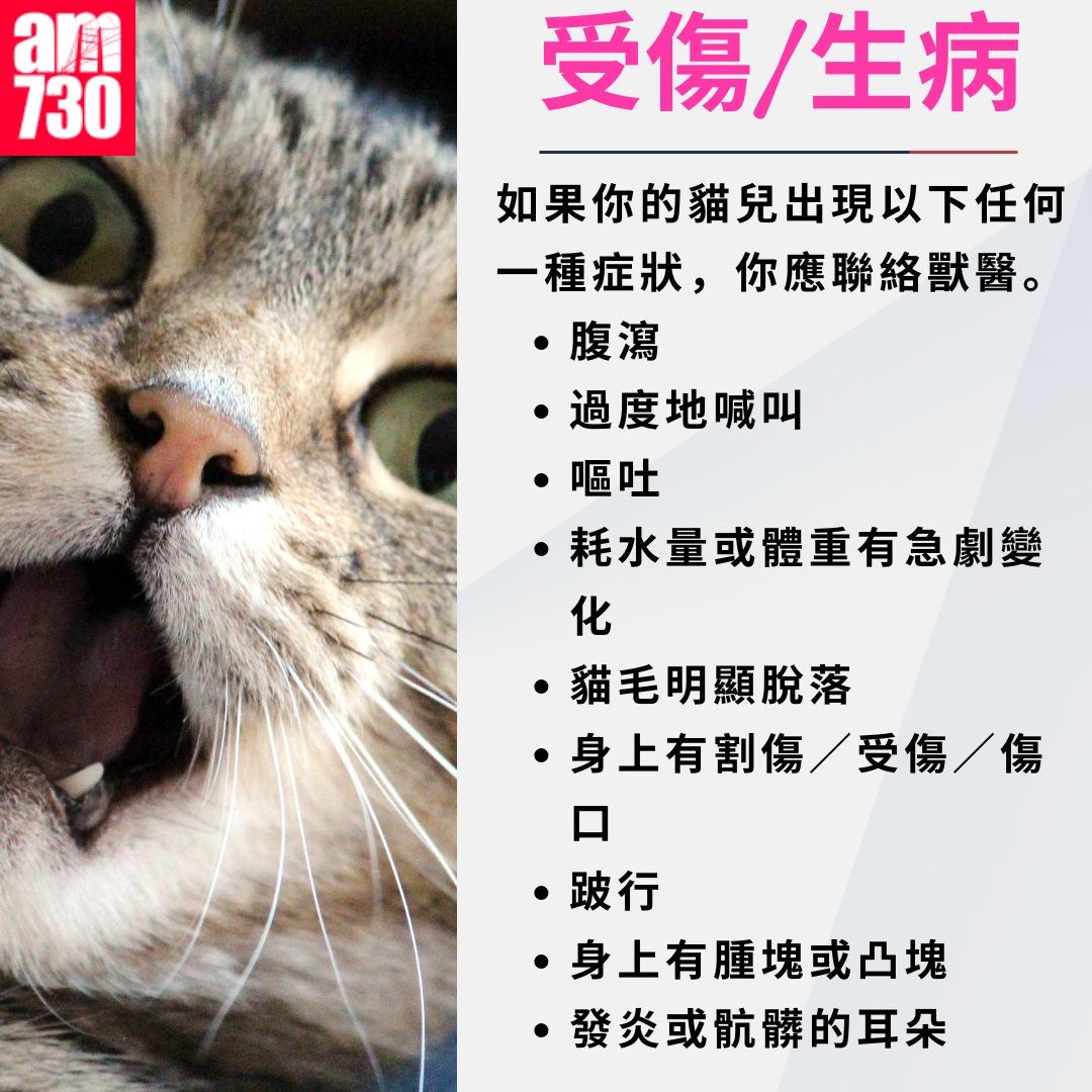 養貓注意事項|受傷/生病(am730製圖)