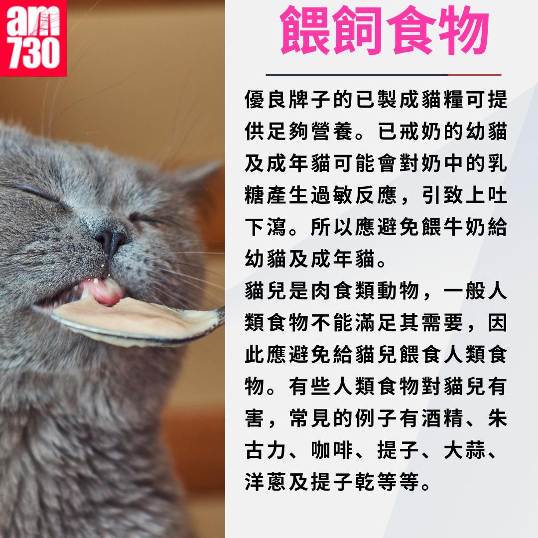 養貓注意事項|餵飼食物(am730製圖)