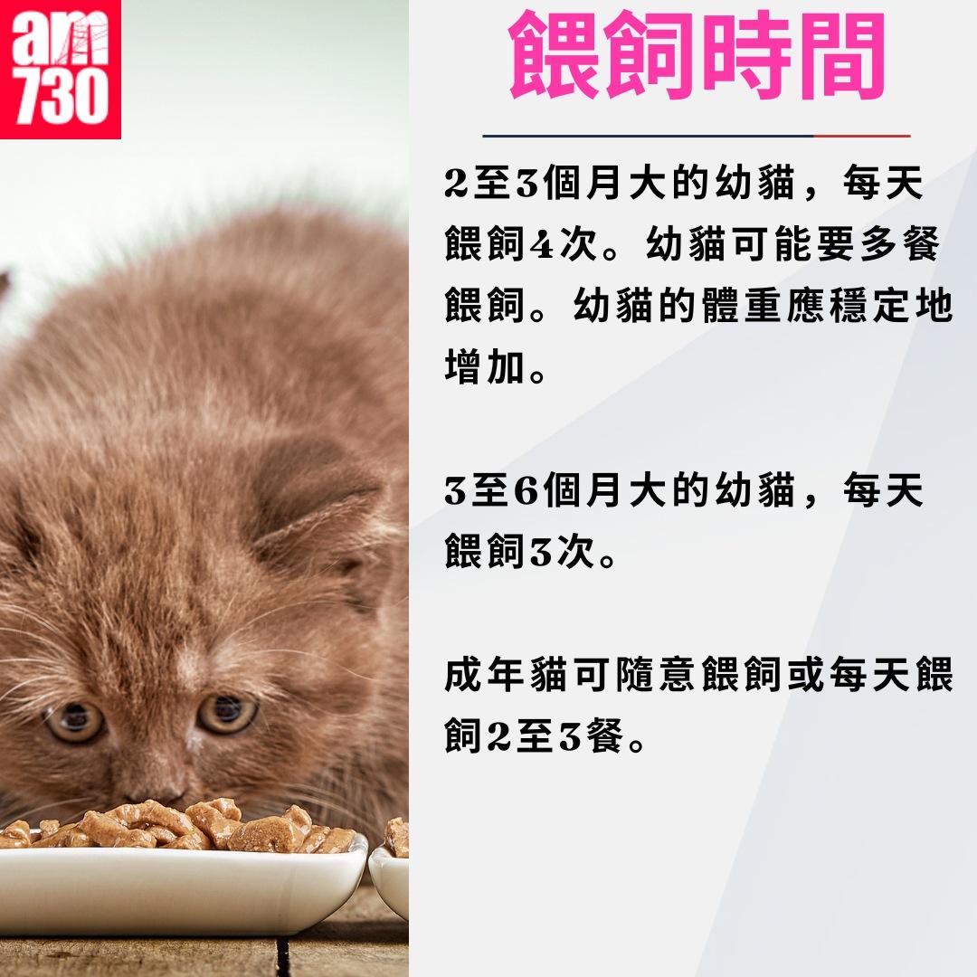 養貓注意事項|餵飼時間(am730製圖)