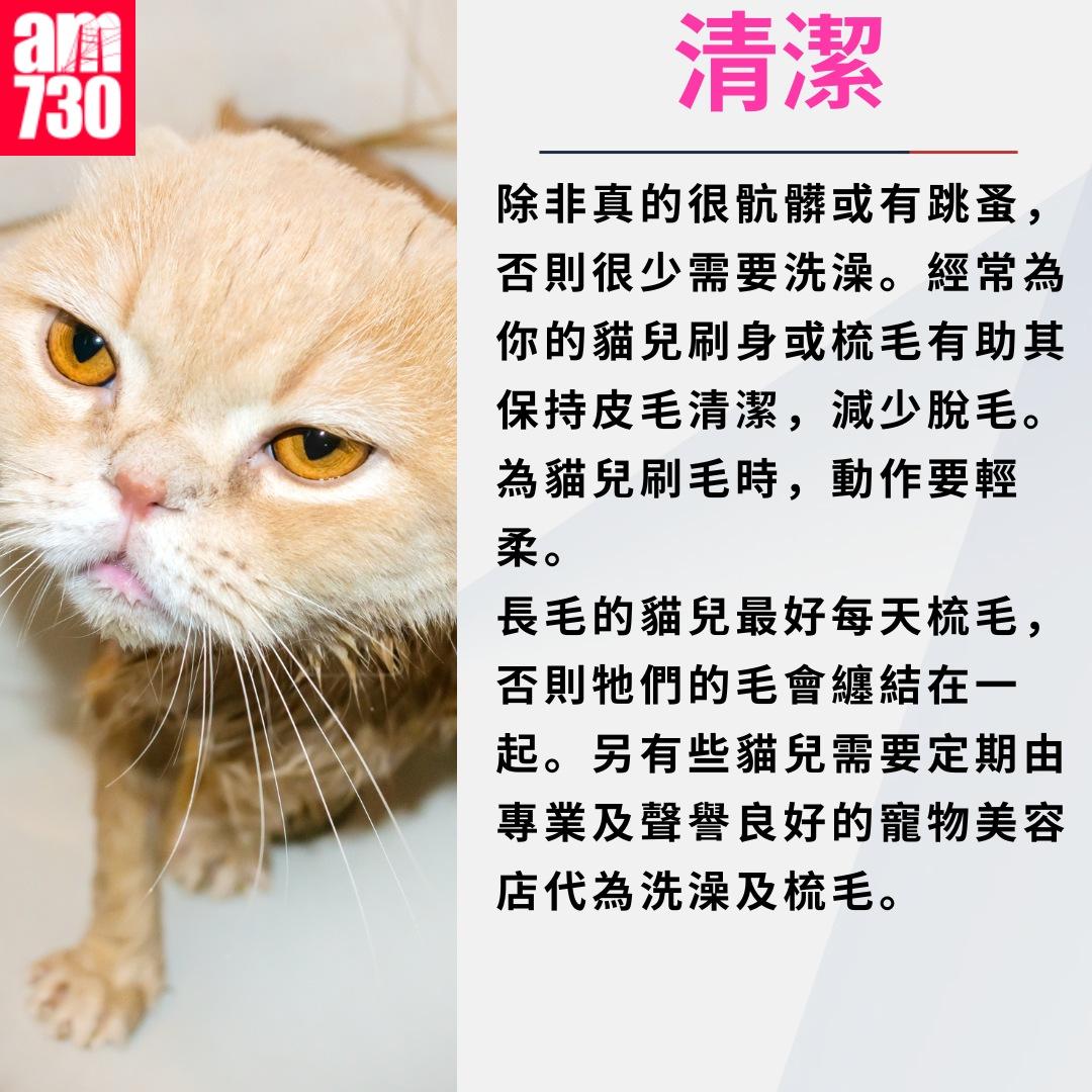 養貓注意事項|清潔(am730製圖)