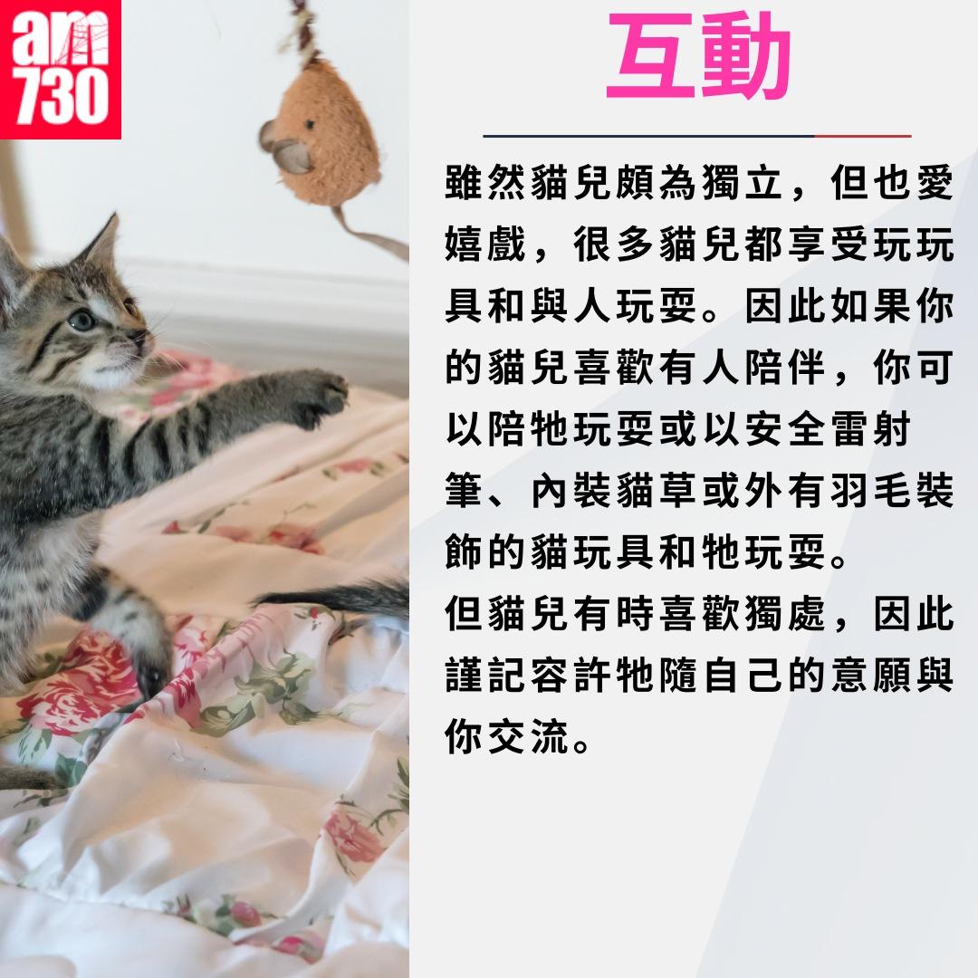 養貓注意事項|互動(am730製圖)