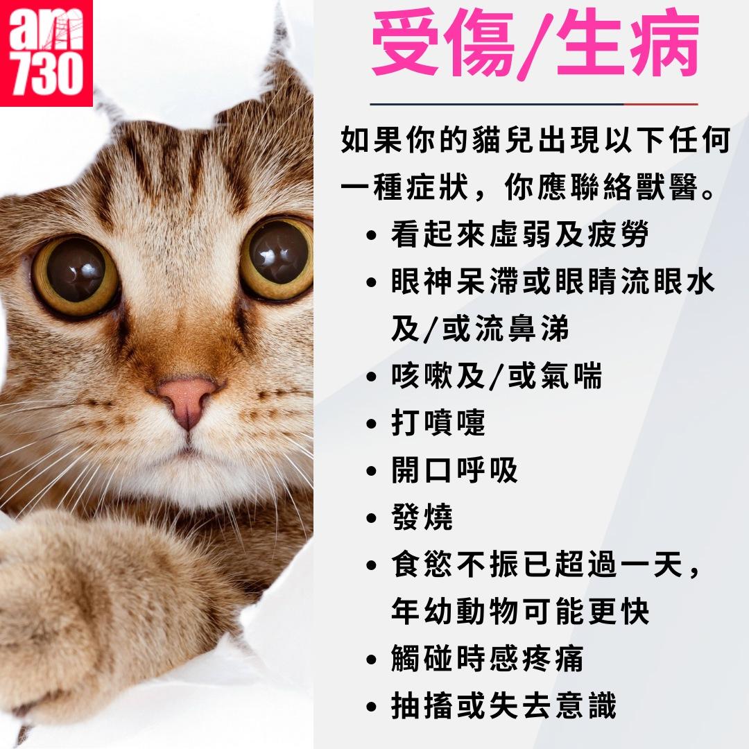 養貓注意事項|受傷/生病(am730製圖)