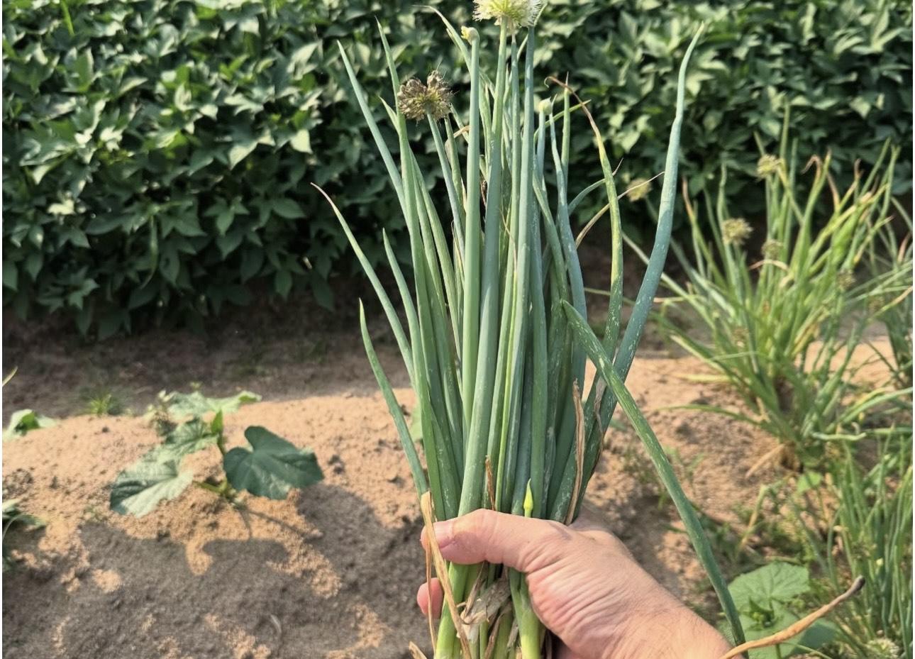 向來廚藝了得的T-Ma在當地採摘一大紥葱,親自下廚給女友。