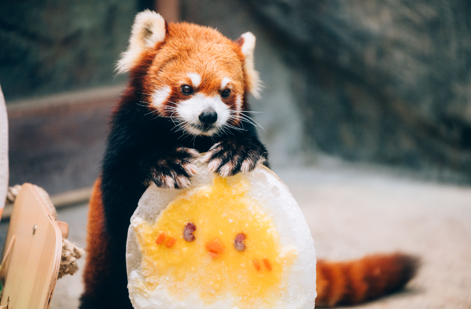 製作熊貓的環境豐容物