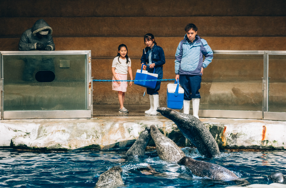 餵飼斑海豹