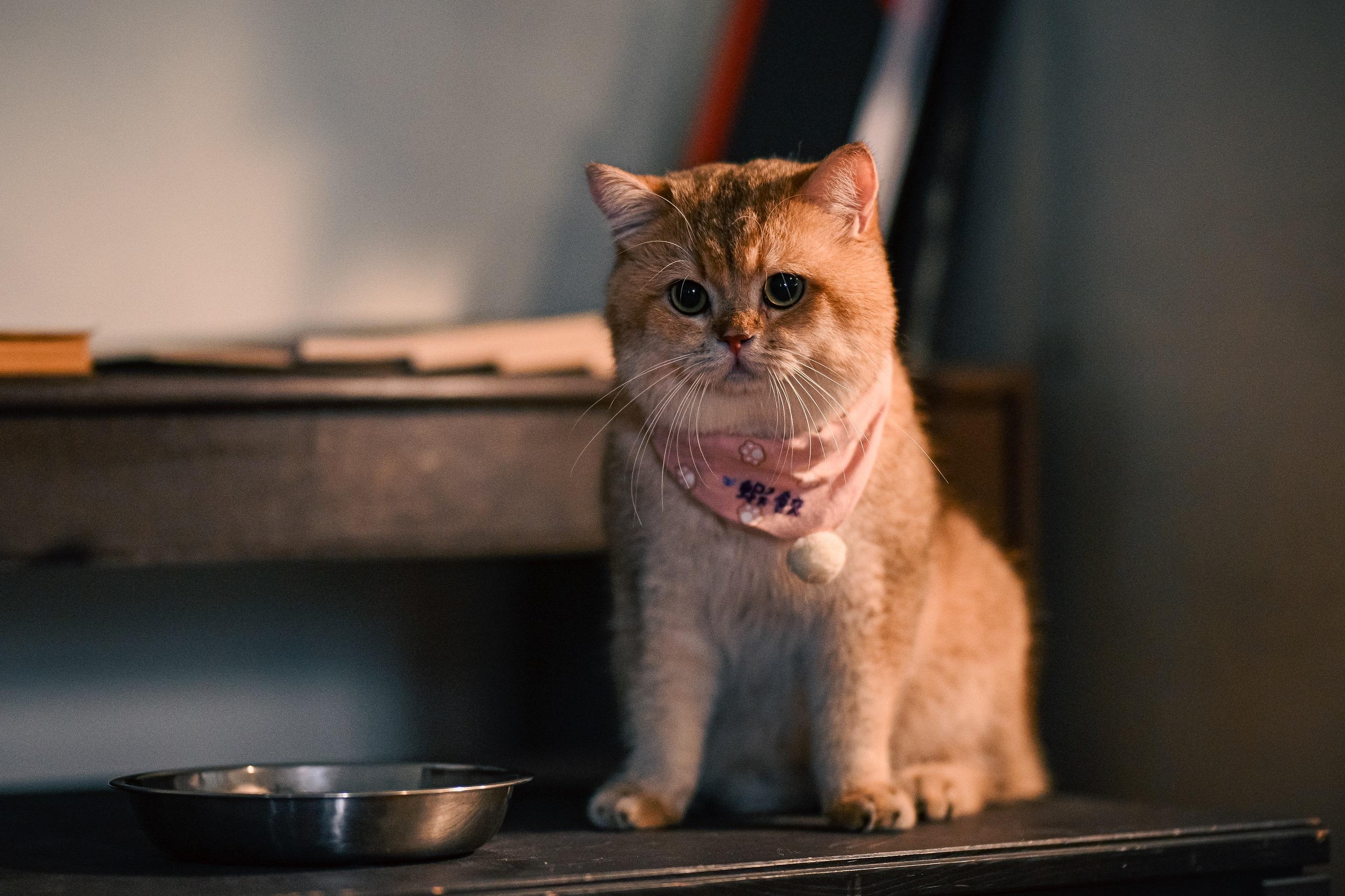 貓演員「仔仔」