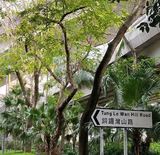 沙田銅鑼灣有一個名為銅鑼灣的山丘,名為銅鑼灣山,而銅鑼灣山路正是位於沙田大圍銅鑼灣山。(網上圖片)