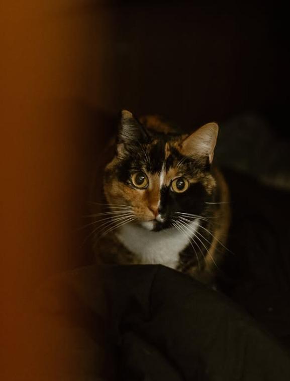 Oliver Widger的愛貓Phoenix。