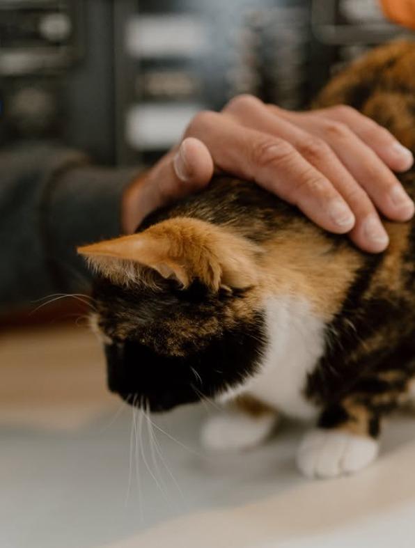 Oliver Widger的愛貓Phoenix。