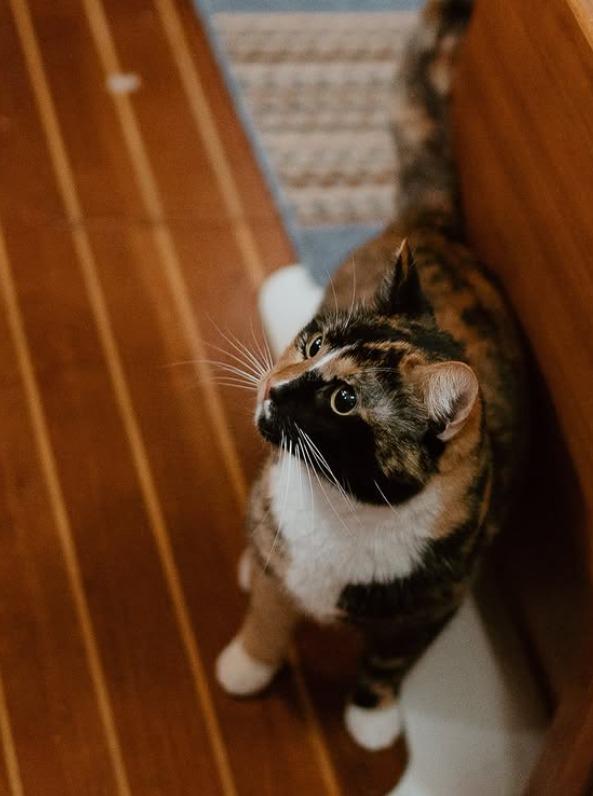 Oliver Widger的愛貓Phoenix。