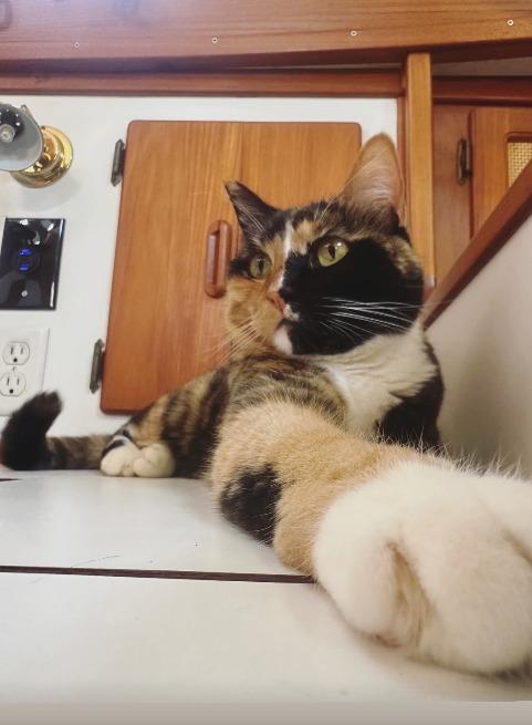 Oliver Widger的愛貓Phoenix。