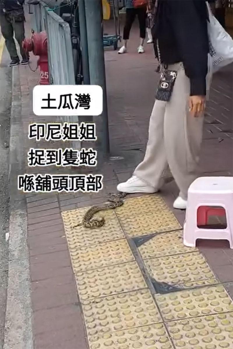 網傳影片顯示土瓜灣一間地舖簷篷有一條大蛇,有外傭徒手將其制服。(網上影片截圖)