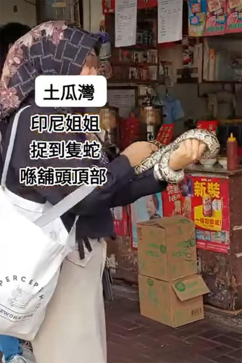 外傭徒手制服大蛇後一度放在手上把玩。(網上影片截圖)