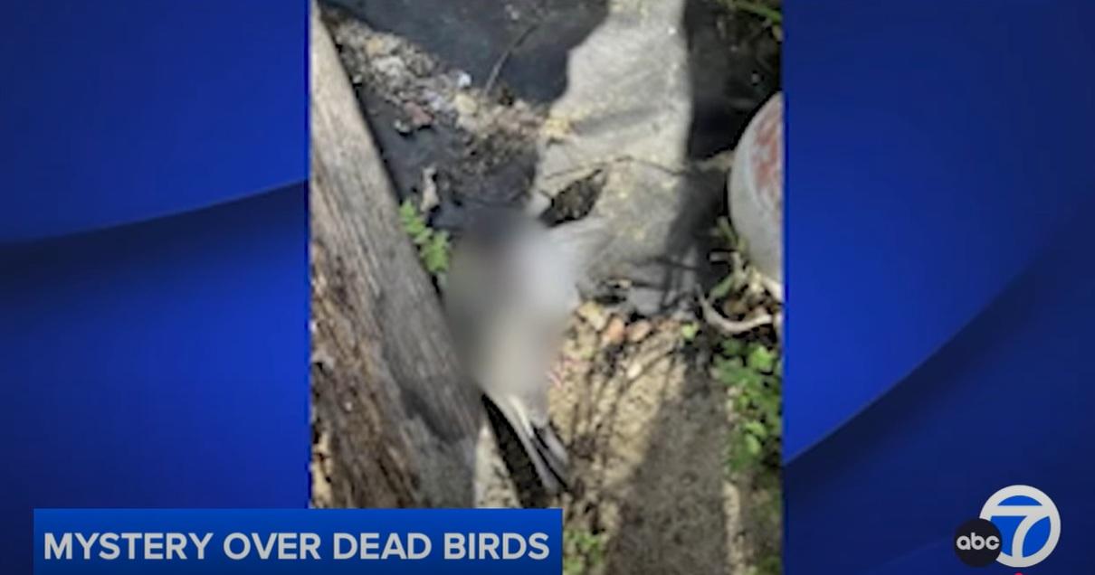 里士滿不同地點相繼發現野鳥屍體。(互聯網)