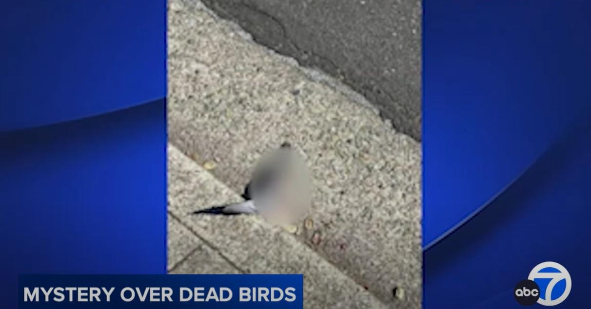 里士滿不同地點相繼發現野鳥屍體。(互聯網)