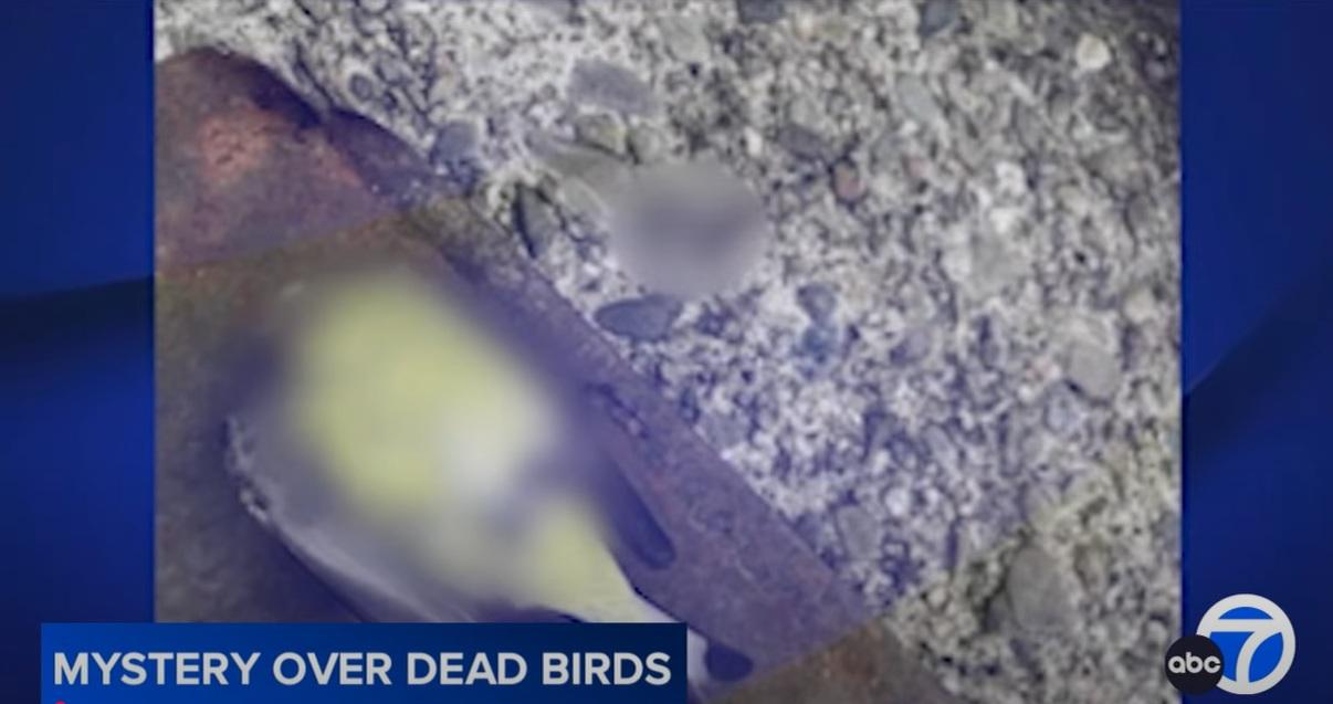 里士滿不同地點相繼發現野鳥屍體。(互聯網)