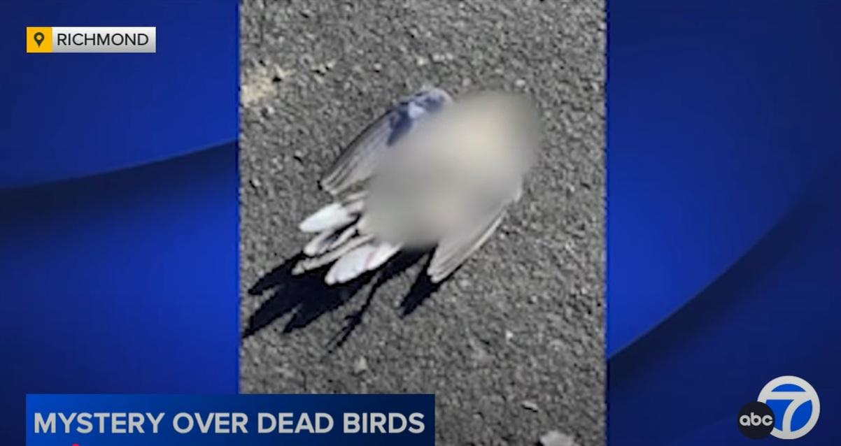里士滿不同地點相繼發現野鳥屍體。(互聯網)