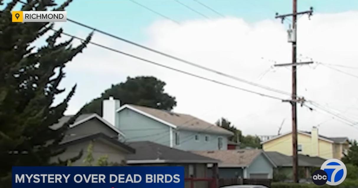 加州里士滿近月接連有野鳥死亡,令居民感到好奇。(互聯網)