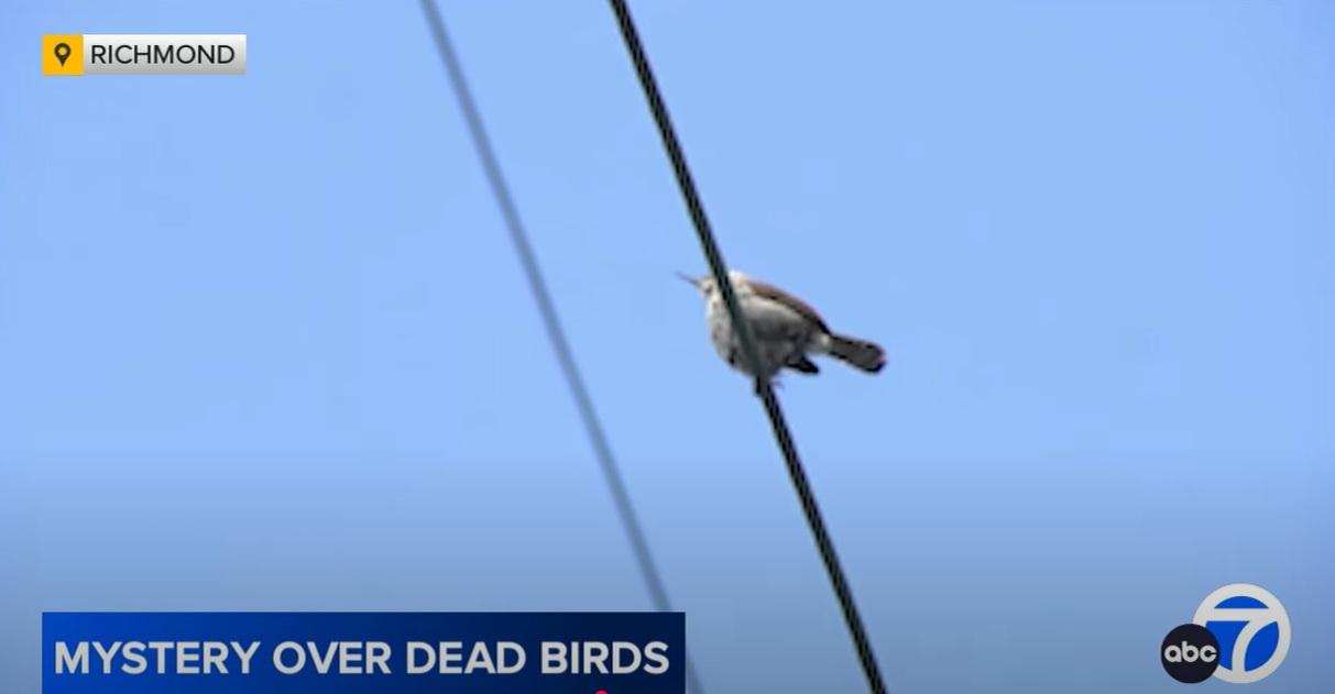 野鳥在電線上活動。(互聯網)