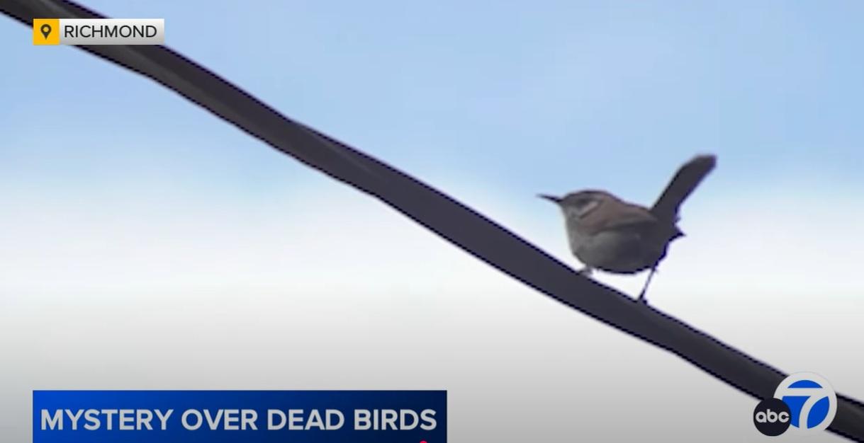 野鳥在電線上活動。(互聯網)