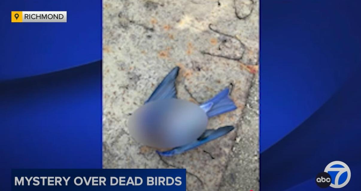 里士滿不同地點相繼發現野鳥屍體。(互聯網)