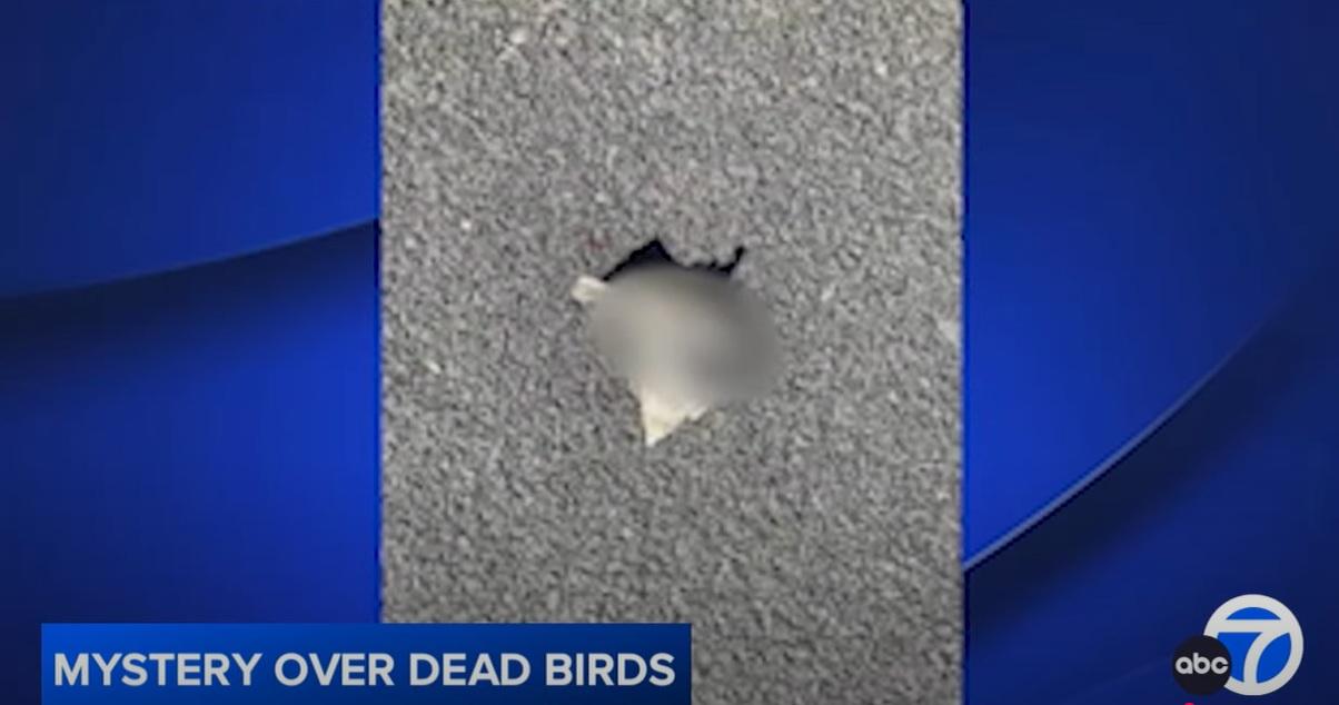 里士滿不同地點相繼發現野鳥屍體。(互聯網)