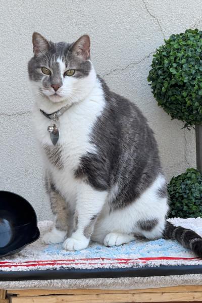 Oscar由流浪貓變為健力士世界紀錄保持者。(健力士世界紀錄官網)